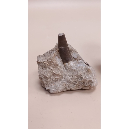 216 - Plesiosaur tooth