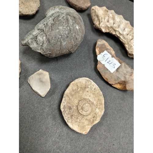 532 - Job lot of fossils including an ammonite segment and shells.