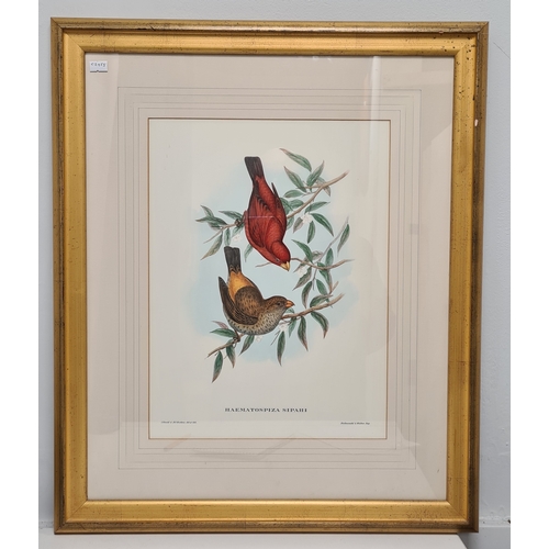 537 - Large Mid 20th century Gilt Framed Botanical Bird Gould Richter Lithograph. Haematospiza Sipahi Scar... 