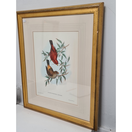 537 - Large Mid 20th century Gilt Framed Botanical Bird Gould Richter Lithograph. Haematospiza Sipahi Scar... 