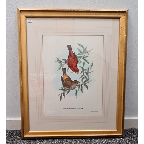 537 - Large Mid 20th century Gilt Framed Botanical Bird Gould Richter Lithograph. Haematospiza Sipahi Scar... 