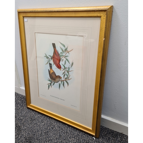 537 - Large Mid 20th century Gilt Framed Botanical Bird Gould Richter Lithograph. Haematospiza Sipahi Scar... 