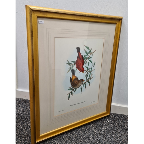 537 - Large Mid 20th century Gilt Framed Botanical Bird Gould Richter Lithograph. Haematospiza Sipahi Scar... 