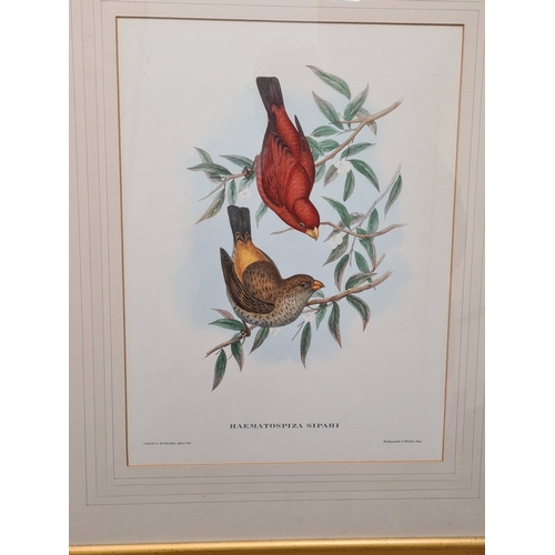 537 - Large Mid 20th century Gilt Framed Botanical Bird Gould Richter Lithograph. Haematospiza Sipahi Scar... 