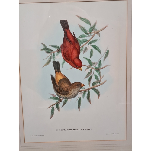 537 - Large Mid 20th century Gilt Framed Botanical Bird Gould Richter Lithograph. Haematospiza Sipahi Scar... 