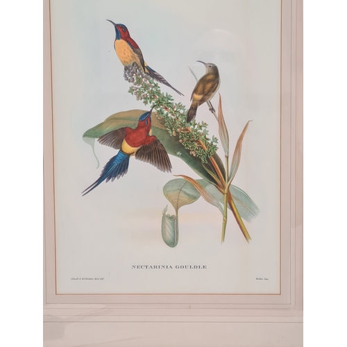 538 - Large Mid 20th century Gilt Framed Botanical Bird Gould Richter Lithograph. Nectarinia Gouldiae. Gou... 