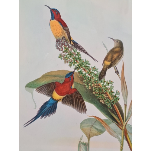 538 - Large Mid 20th century Gilt Framed Botanical Bird Gould Richter Lithograph. Nectarinia Gouldiae. Gou... 