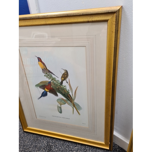 538 - Large Mid 20th century Gilt Framed Botanical Bird Gould Richter Lithograph. Nectarinia Gouldiae. Gou... 