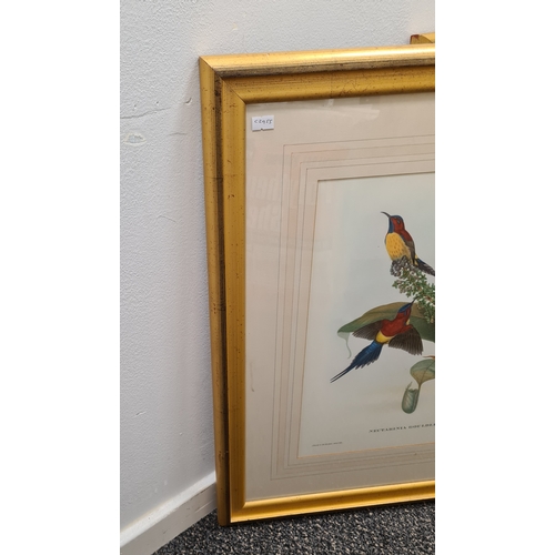 538 - Large Mid 20th century Gilt Framed Botanical Bird Gould Richter Lithograph. Nectarinia Gouldiae. Gou... 