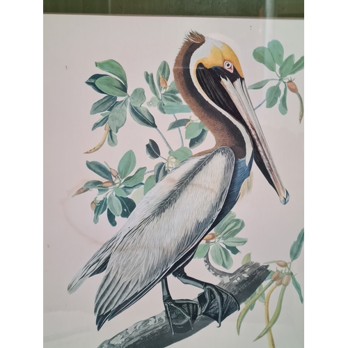 539 - Large Mid 20th century Gilt Framed Botanical Bird Lithograph. Brown Male Pelican H62cm x53cm