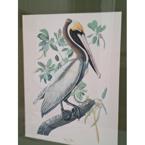 539 - Large Mid 20th century Gilt Framed Botanical Bird Lithograph. Brown Male Pelican H62cm x53cm