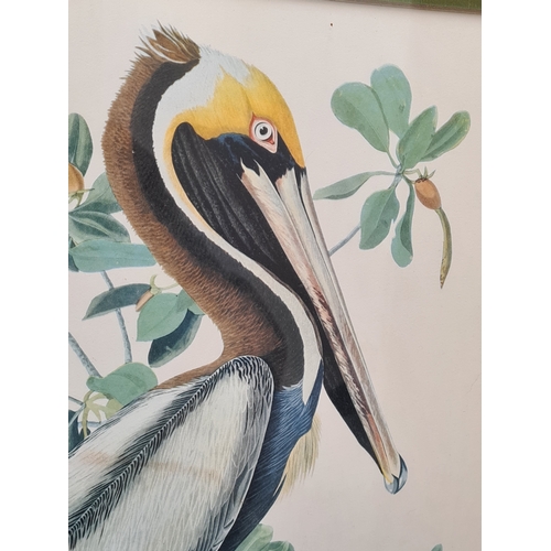 539 - Large Mid 20th century Gilt Framed Botanical Bird Lithograph. Brown Male Pelican H62cm x53cm