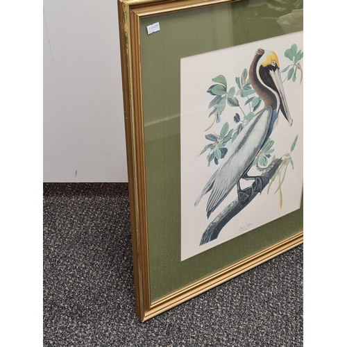 539 - Large Mid 20th century Gilt Framed Botanical Bird Lithograph. Brown Male Pelican H62cm x53cm