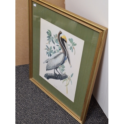 539 - Large Mid 20th century Gilt Framed Botanical Bird Lithograph. Brown Male Pelican H62cm x53cm