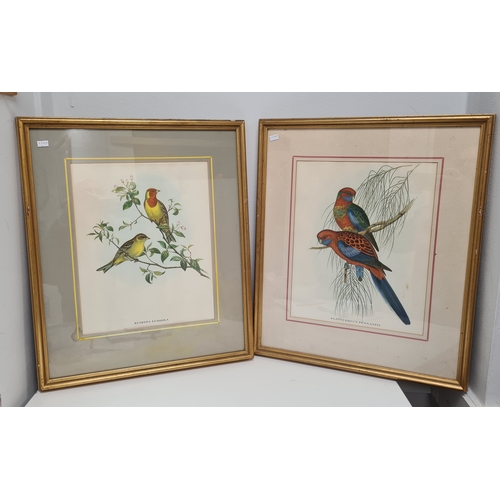 542 - Pair of Mid 20th century Framed Gould's Botanical Bird Lithographs. Platycercus Pennantii Pennants P... 