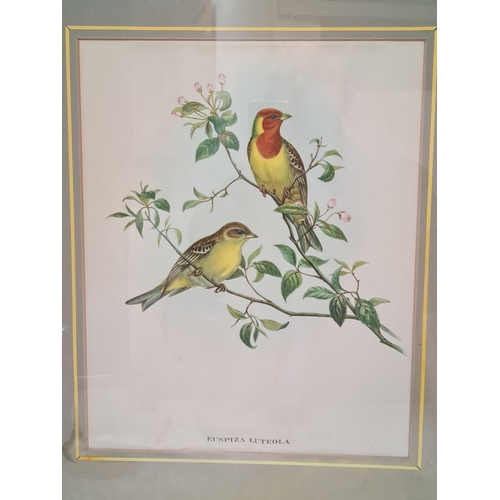 542 - Pair of Mid 20th century Framed Gould's Botanical Bird Lithographs. Platycercus Pennantii Pennants P... 