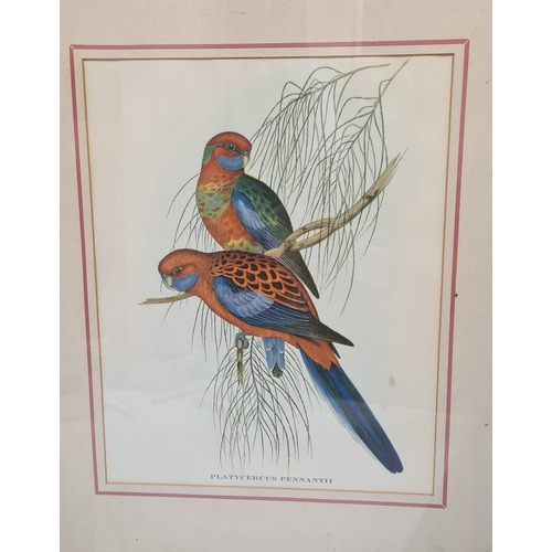 542 - Pair of Mid 20th century Framed Gould's Botanical Bird Lithographs. Platycercus Pennantii Pennants P... 