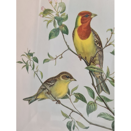 542 - Pair of Mid 20th century Framed Gould's Botanical Bird Lithographs. Platycercus Pennantii Pennants P... 