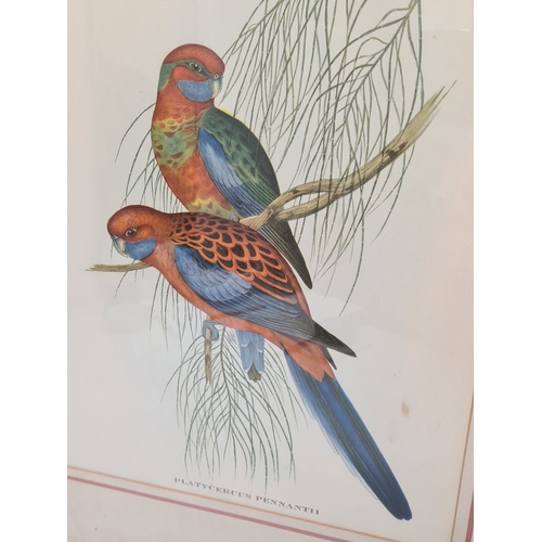 542 - Pair of Mid 20th century Framed Gould's Botanical Bird Lithographs. Platycercus Pennantii Pennants P... 