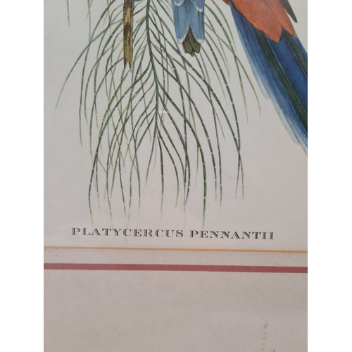 542 - Pair of Mid 20th century Framed Gould's Botanical Bird Lithographs. Platycercus Pennantii Pennants P... 