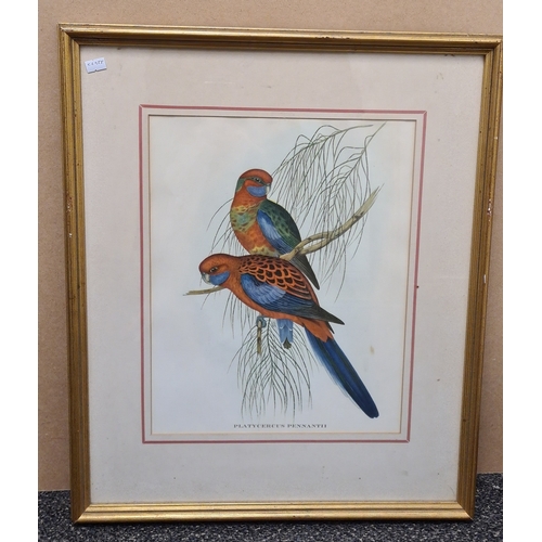 542 - Pair of Mid 20th century Framed Gould's Botanical Bird Lithographs. Platycercus Pennantii Pennants P... 