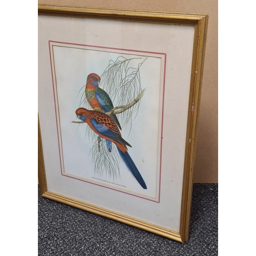 542 - Pair of Mid 20th century Framed Gould's Botanical Bird Lithographs. Platycercus Pennantii Pennants P... 