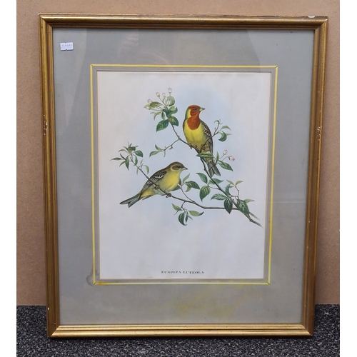 542 - Pair of Mid 20th century Framed Gould's Botanical Bird Lithographs. Platycercus Pennantii Pennants P... 