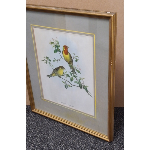 542 - Pair of Mid 20th century Framed Gould's Botanical Bird Lithographs. Platycercus Pennantii Pennants P... 