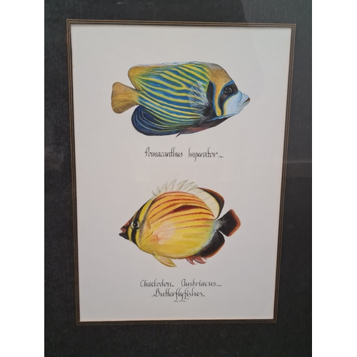 543 - Large framed original watercolour of Marine Butterfly Fish: Pomacanthus Imperator & Chaetodon Austri... 