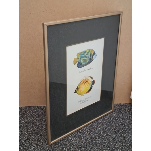 543 - Large framed original watercolour of Marine Butterfly Fish: Pomacanthus Imperator & Chaetodon Austri... 