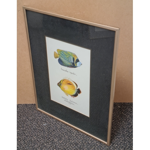 543 - Large framed original watercolour of Marine Butterfly Fish: Pomacanthus Imperator & Chaetodon Austri... 