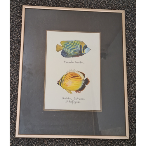 543 - Large framed original watercolour of Marine Butterfly Fish: Pomacanthus Imperator & Chaetodon Austri... 