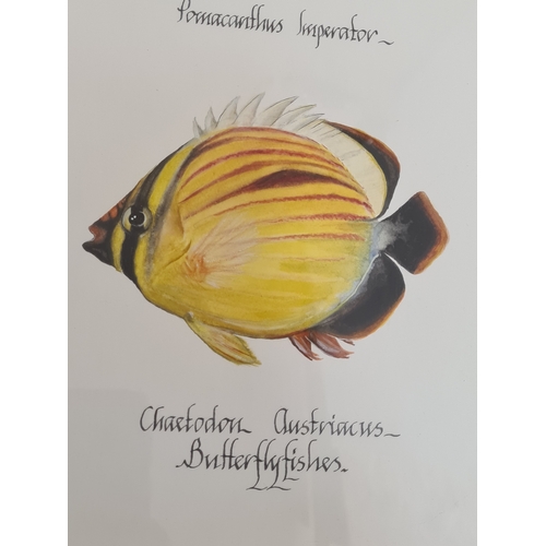 543 - Large framed original watercolour of Marine Butterfly Fish: Pomacanthus Imperator & Chaetodon Austri... 