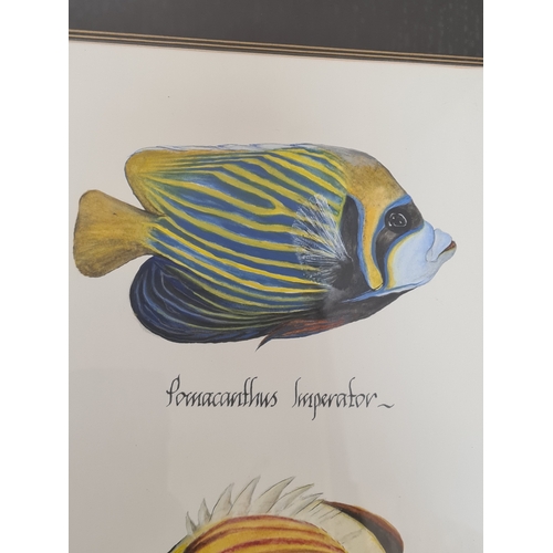 543 - Large framed original watercolour of Marine Butterfly Fish: Pomacanthus Imperator & Chaetodon Austri... 