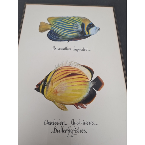 543 - Large framed original watercolour of Marine Butterfly Fish: Pomacanthus Imperator & Chaetodon Austri... 