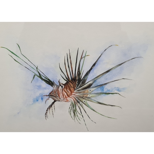 544 - Original Framed Watercolour/Gouache Lionfish Painting signed D.B Clow 1992. H37cm x 47cm