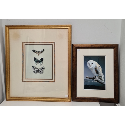 545 - 2 framed Naturalist prints, intricate Butterflies H63cm x 55cm & Barn Owl Coastal Evening H40cm x 30... 