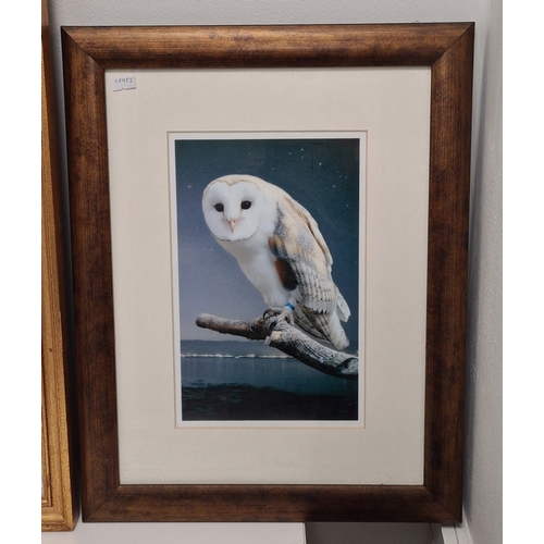 545 - 2 framed Naturalist prints, intricate Butterflies H63cm x 55cm & Barn Owl Coastal Evening H40cm x 30... 