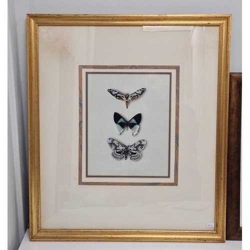 545 - 2 framed Naturalist prints, intricate Butterflies H63cm x 55cm & Barn Owl Coastal Evening H40cm x 30... 