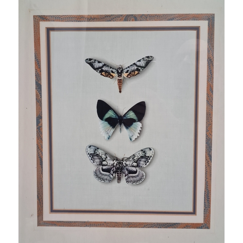 545 - 2 framed Naturalist prints, intricate Butterflies H63cm x 55cm & Barn Owl Coastal Evening H40cm x 30... 