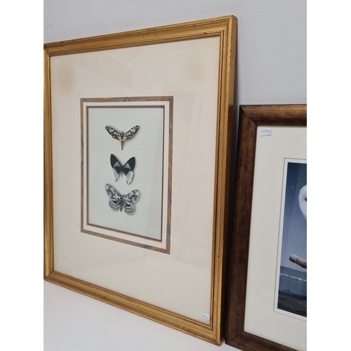 545 - 2 framed Naturalist prints, intricate Butterflies H63cm x 55cm & Barn Owl Coastal Evening H40cm x 30... 