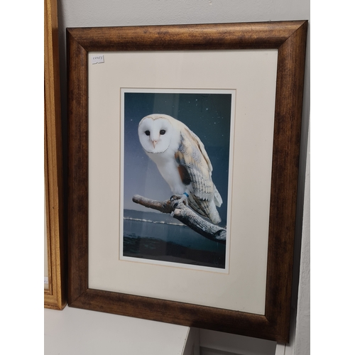 545 - 2 framed Naturalist prints, intricate Butterflies H63cm x 55cm & Barn Owl Coastal Evening H40cm x 30... 