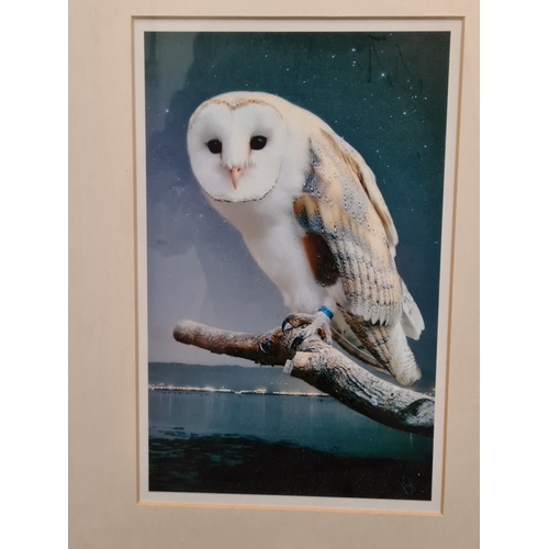 545 - 2 framed Naturalist prints, intricate Butterflies H63cm x 55cm & Barn Owl Coastal Evening H40cm x 30... 