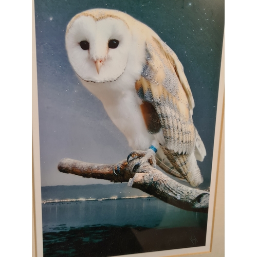 545 - 2 framed Naturalist prints, intricate Butterflies H63cm x 55cm & Barn Owl Coastal Evening H40cm x 30... 