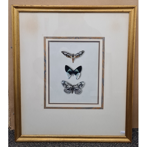 545 - 2 framed Naturalist prints, intricate Butterflies H63cm x 55cm & Barn Owl Coastal Evening H40cm x 30... 