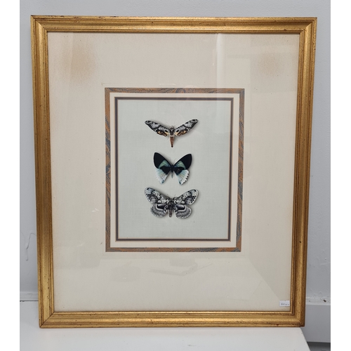 545 - 2 framed Naturalist prints, intricate Butterflies H63cm x 55cm & Barn Owl Coastal Evening H40cm x 30... 