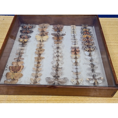 551 - Vintage Lepidoterists collection of Butterflies in wood and glass display box. W40cm xD40cm xH8cm