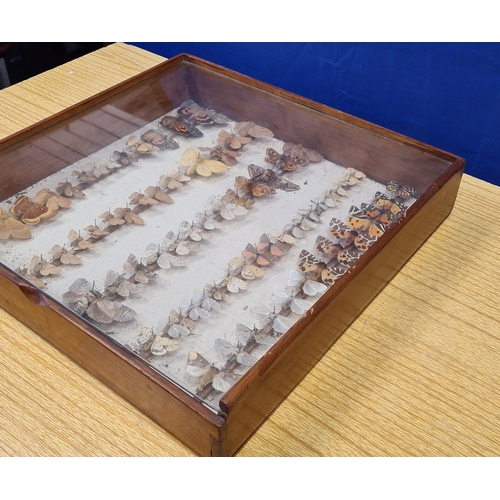 551 - Vintage Lepidoterists collection of Butterflies in wood and glass display box. W40cm xD40cm xH8cm