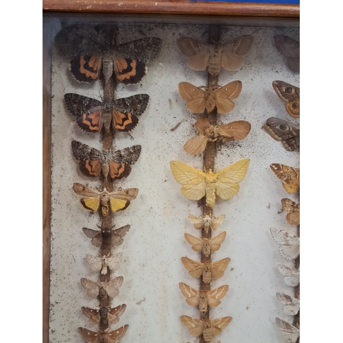 551 - Vintage Lepidoterists collection of Butterflies in wood and glass display box. W40cm xD40cm xH8cm