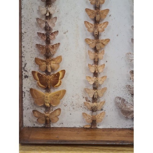 551 - Vintage Lepidoterists collection of Butterflies in wood and glass display box. W40cm xD40cm xH8cm